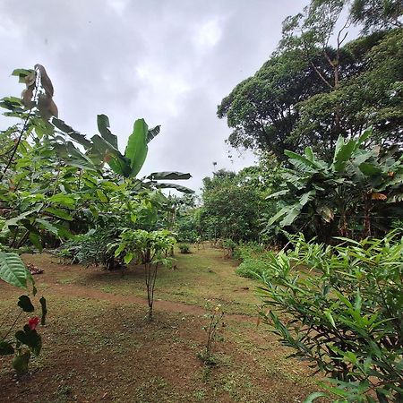 Cabinas Corcovado Green Parrot, Los Planes Drake Дрейк Екстер'єр фото