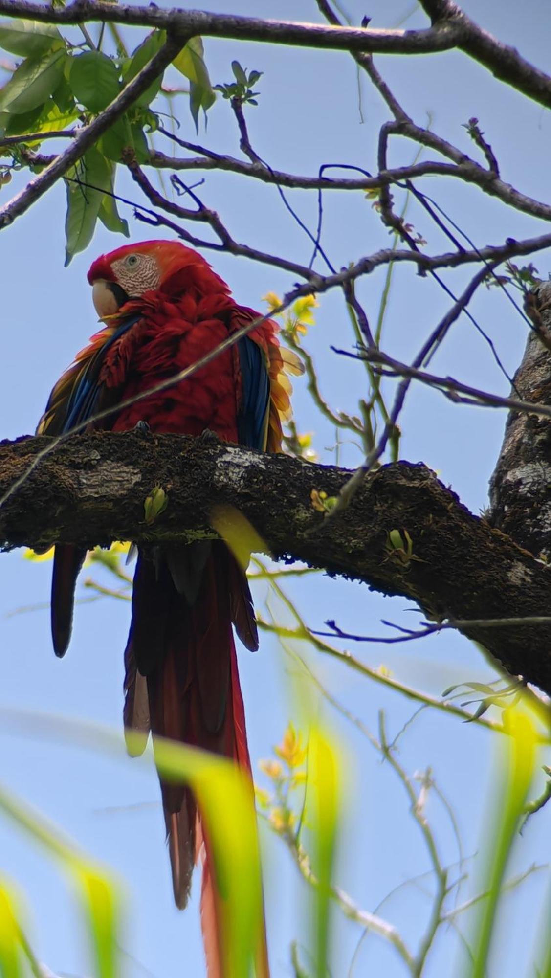 Cabinas Corcovado Green Parrot, Los Planes Drake Дрейк Номер фото
