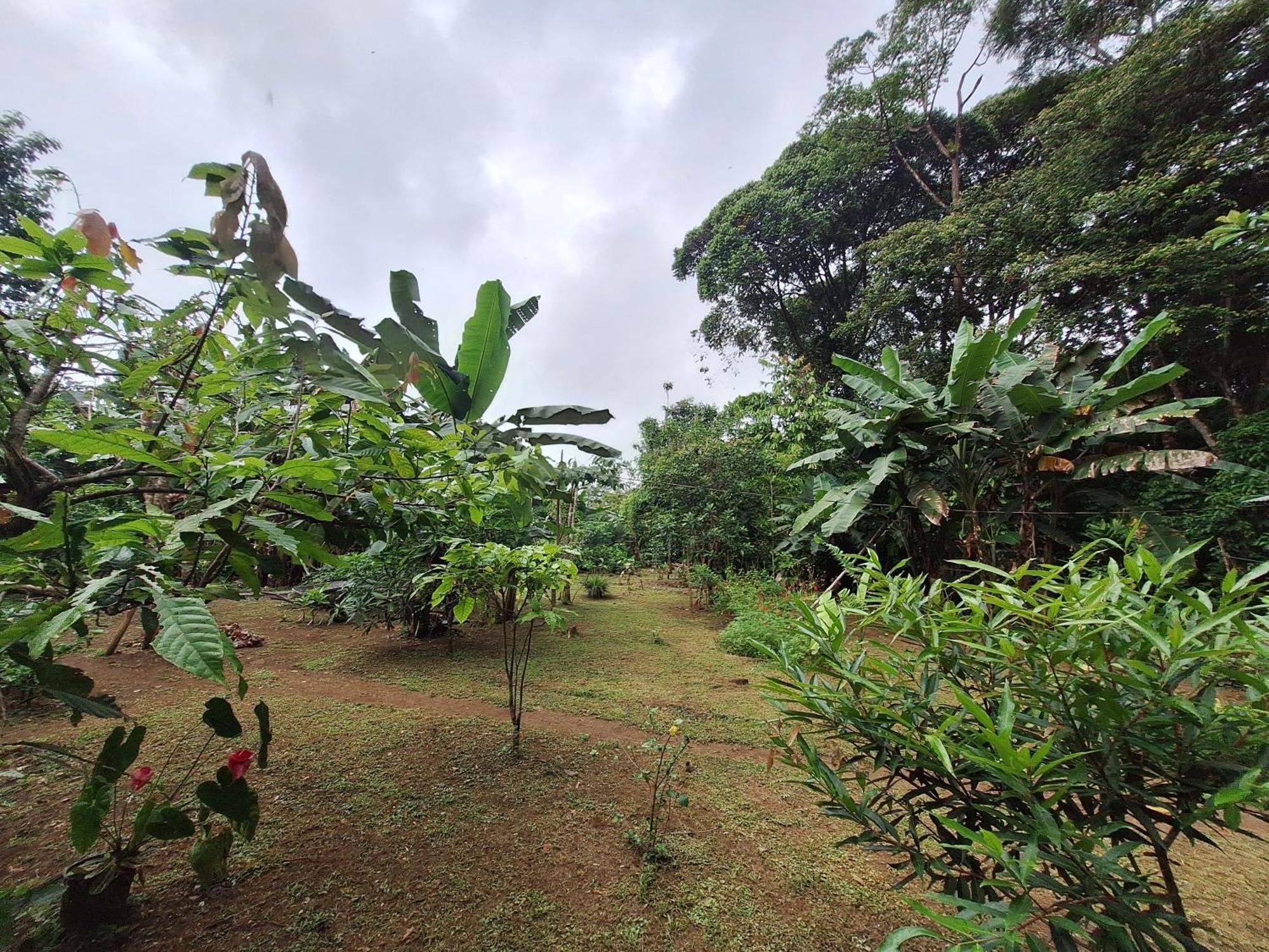 Cabinas Corcovado Green Parrot, Los Planes Drake Дрейк Екстер'єр фото